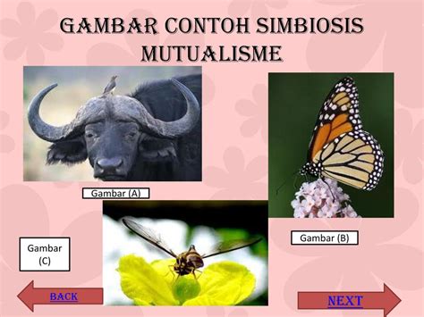 Gambar Simbiosis Mutualisme Parasitisme Dan Komensalisme Pulp