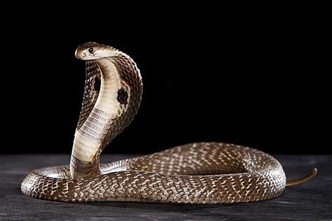 How Many Types Of Cobras Are There Which Species Are Most Venomous