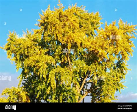 Big Ginkgo Biloba Tree In Autumn Colors Stock Photo Alamy