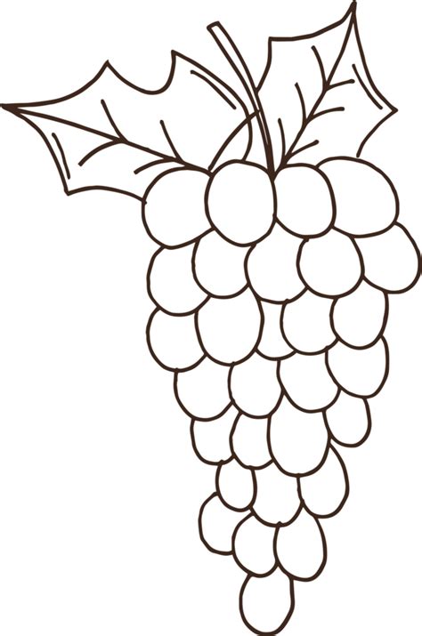 grapes drawing outline cute grapes vector cute grapes drawing cute