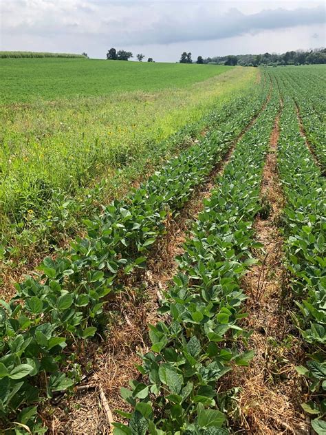 Sand County Foundation Captures Grant For Biodiversity On Soybean Farms