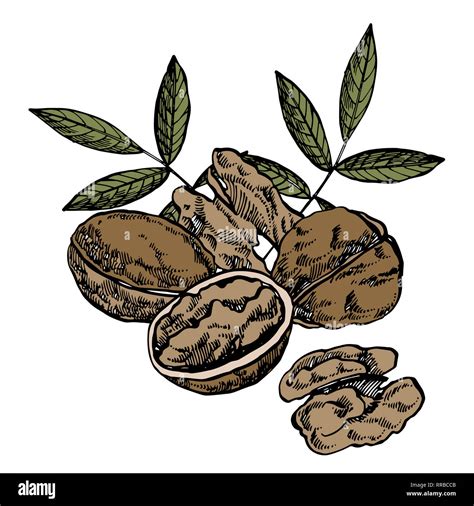 Hand Drawn Sketch Style Walnuts Illustrations Illustration In Vintage