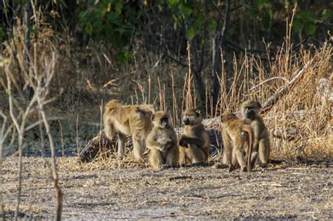 Baboon Botswana 0488 Iciek Flickr