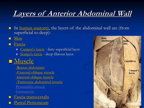 Anatomy Of The Anterior Abdominal Wall