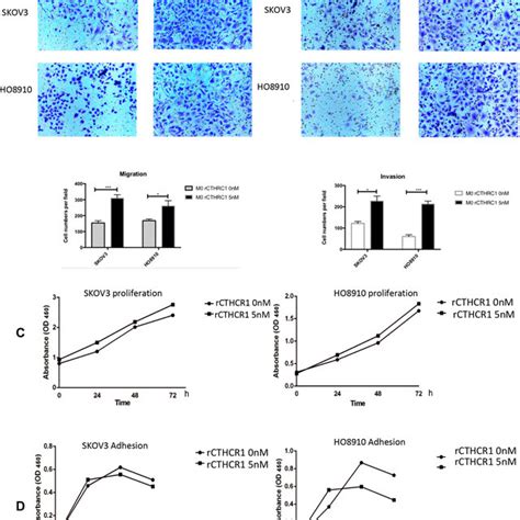 Polarized Macrophages Promote Ovarian Cancer Cell Migration And