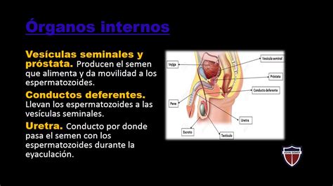 Ciencia y Tecnología El Sistema Reproductor Masculino 5 Primaria