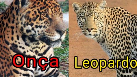 Diferença Entre Onça Pintada e Leopardo YouTube