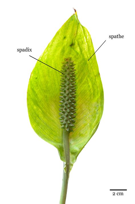 Inflorescence Spadix