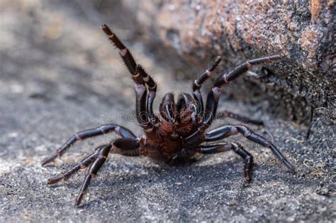 Sydney Funnel Web Spider stock photo. Image of phobia - 299477996