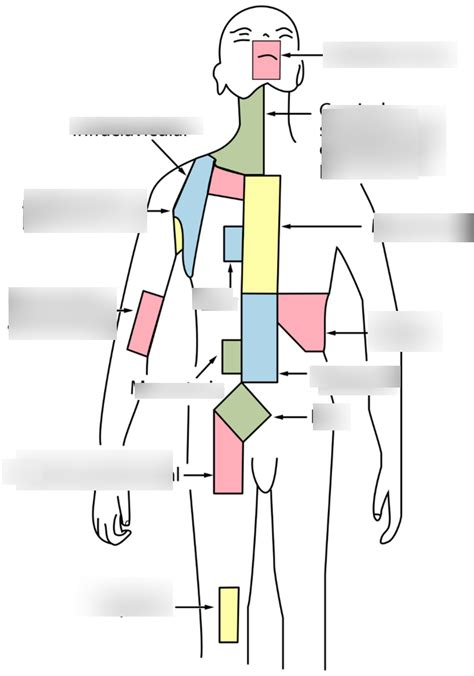 Lymphomas Hodgkinnon Diagram Quizlet