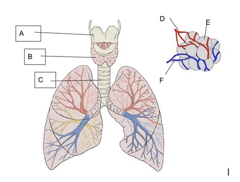 Lungs and Alveoli Diagram | Quizlet