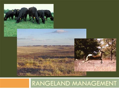 Ppt Rangeland Management Powerpoint Presentation Free Download Id