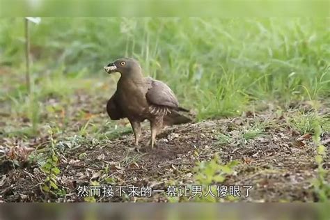 男子发现老鹰“被拖入”地洞，本想上前营救，不料差点闹出乌龙！地洞老鹰男子