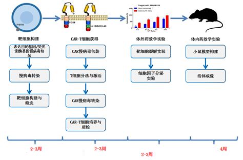 Car T体内药效学实验 爱康得生物科技（苏州）有限公司