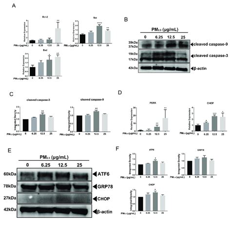 Pm2 5 Induced Apoptosis And Endoplasmic Reticulum Stress In A549 Cells