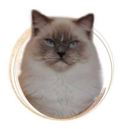 Maine Coon & Ragdoll cats – Cattery Maine Coon & Ragdoll - Family Blem