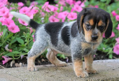 Beagle Puppy For Sale Sugarcreek, OH Male- Hudson – AC Puppies LLC