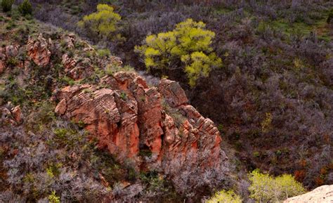 Fotos gratis árbol bosque rock desierto montaña planta