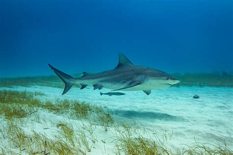 Bull Shark In Its Natural Habitat Stock Photo - Download Image Now - iStock