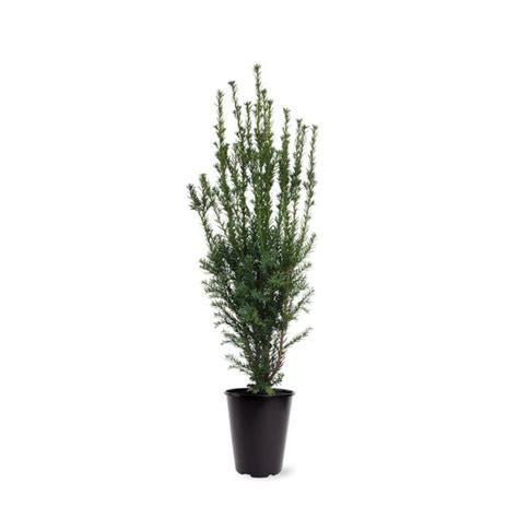 Taxus Media Hillii C Cm