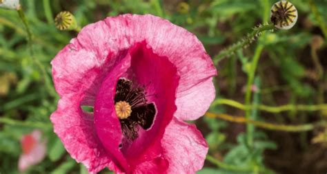 Coquelicot Soci T Nationale D Horticulture De France