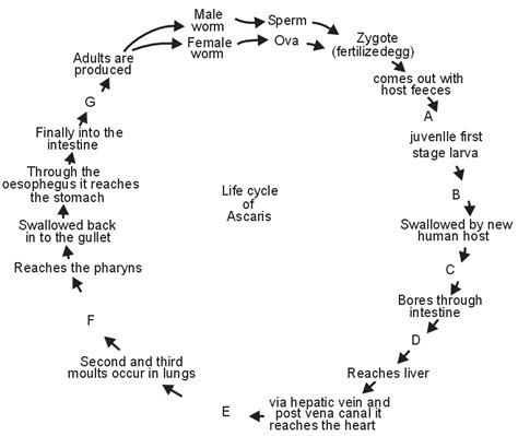 This is the life cycle of Ascaris. Fill in the gaps between A to G mentioning the events at that ...