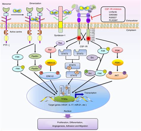 Functions Of Interleukin‐34 And Its Emerging Association With