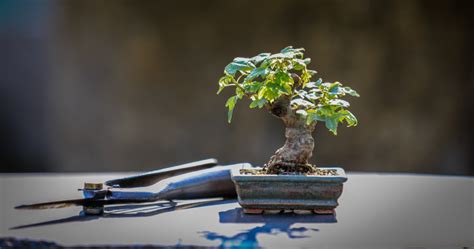 Maple Bonsai Tree - Guide To Growing a Healthy One