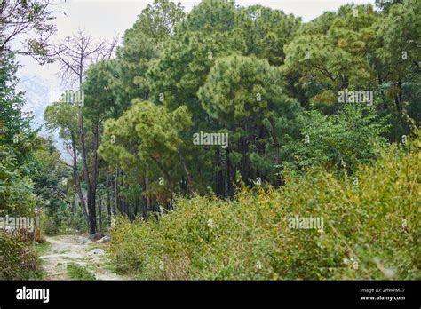 Chir Pine Himalayas Hi Res Stock Photography And Images Alamy