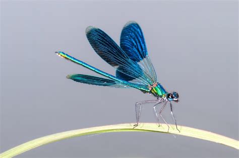 Why And How Does A Dragonfly Fly Explained