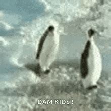 Pinguinos Penguin GIF - Pinguinos Penguin Waddle - Discover & Share GIFs