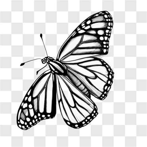 Descarga Dibujo en Blanco y Negro de Mariposa Monarca Sketches En Línea