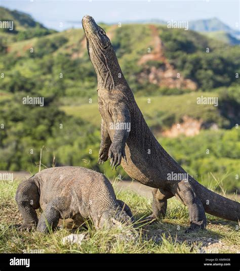 El dragón de Komodo se levanta sobre sus patas traseras y abrir la boca