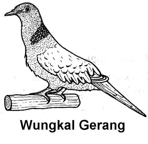 Gambar Burung Tekukur Jantan Dan Betina - Gambar Burung