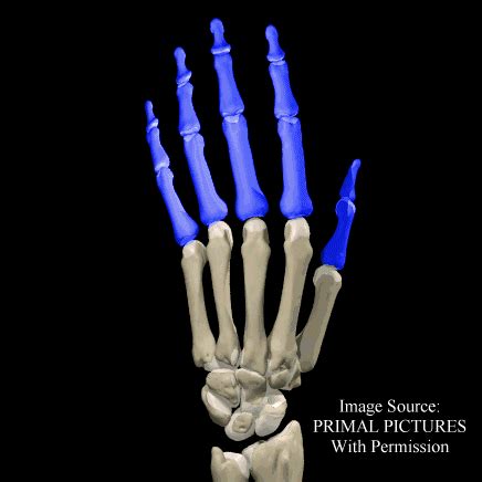 Bones: Phalanges