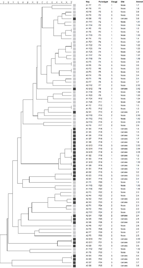 Dendrogram Showing The Pfge Analysis Of C Perfringens Isolated From