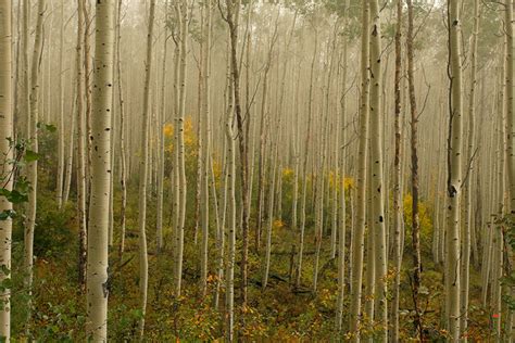 Aspen Forest | Aspen, Colorado | Nate Zeman - Photography