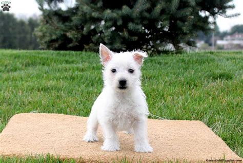 West Highland Terrier Puppies For Sale - Greenfield Puppies