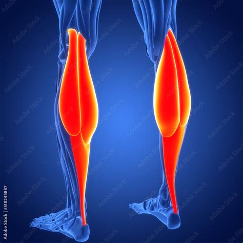 Human Muscular System Leg Muscles Gastrocnemius Muscles Anatomy Stock