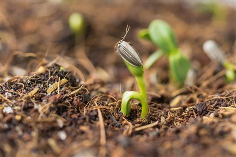 Cómo germinar semillas de naranja Huerto en casa