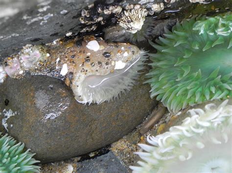 Predators Of The Tide Pools Each Sea Anemone Nematocyst Co… Flickr