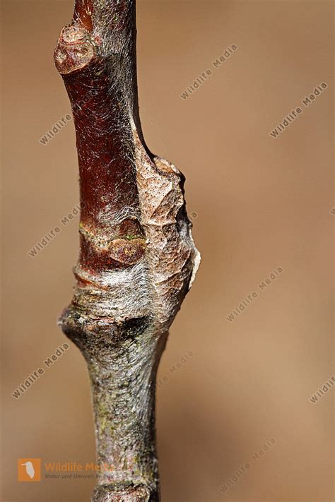 Gro Er Eisvogel Bild Bestellen Naturbilder Bei Wildlife Media