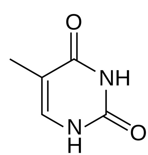 Thymine | Best Diagram Collection