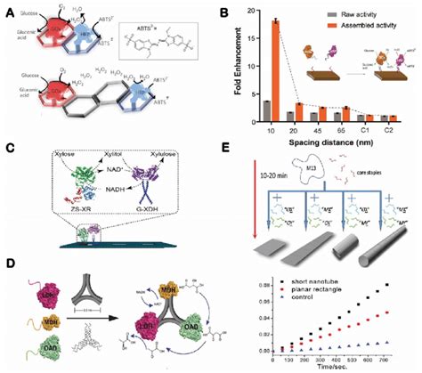 Enzyme Cascades Organized On Two Dimensional DNA Nanostructures A A