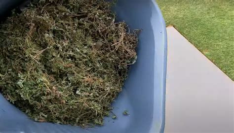 How to Get Rid of Spurge Weed? - Grass Killer