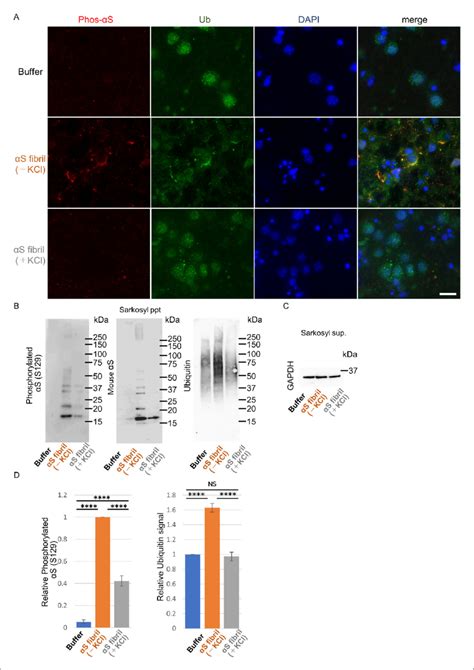 Seeding Activities A Synuclein Strains In Primary Mouse Cortical