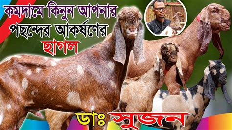 খুব সাশ্রয় মুল্যে পাচ্ছেন উন্নত হাই কোয়ালিটি বিভিন্ন জাতের ছাগল খামারী ডাঃ মোসুজন ময়মনসিহ