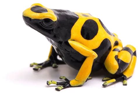 Top 17 Most Popular Pet Frogs For Beginners