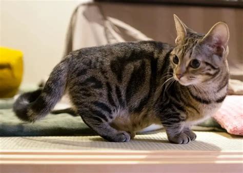 Munchkin Cat Breed Profile