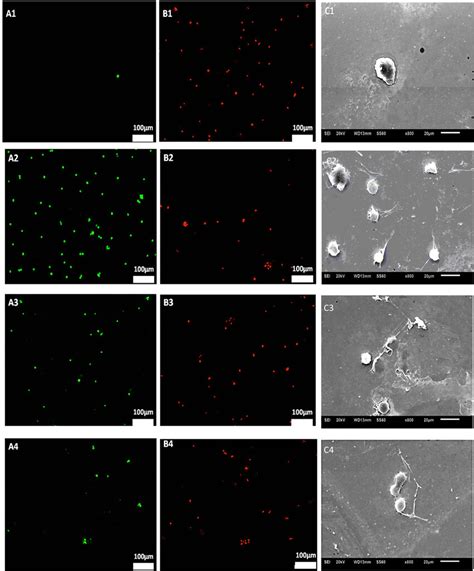 Livedead ® Cell Viability Results Of Endothelial Cell Adherence On The